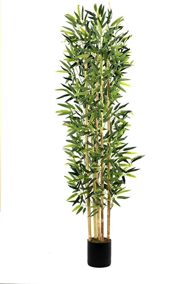 5 Gövdeli Yoğun Yapraklı 150 Cm Yapay Bambu Ağacı 5 Gövdeli Yoğun Yapraklı 150 Cm Yapay Bambu Ağacı